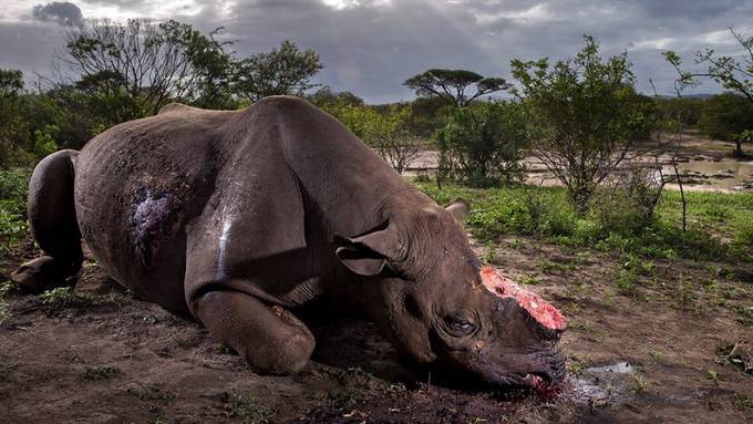 Bild von gewildertem Nashorn zu Wildlife-Foto des Jahres gekürt