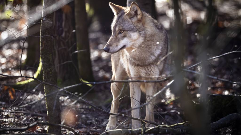 Der im Kanton Schwyz im November tot aufgefundene Wolf starb an den Folgen einer Fahrzeugkollision. (Symbolbild)