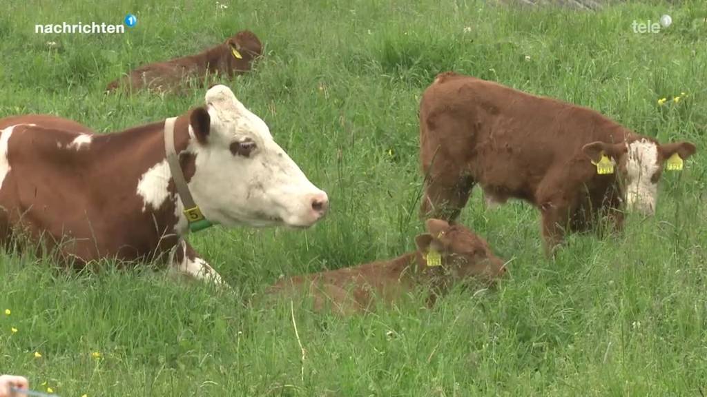 Back to the roots: Mutter-Kalb-Haltung