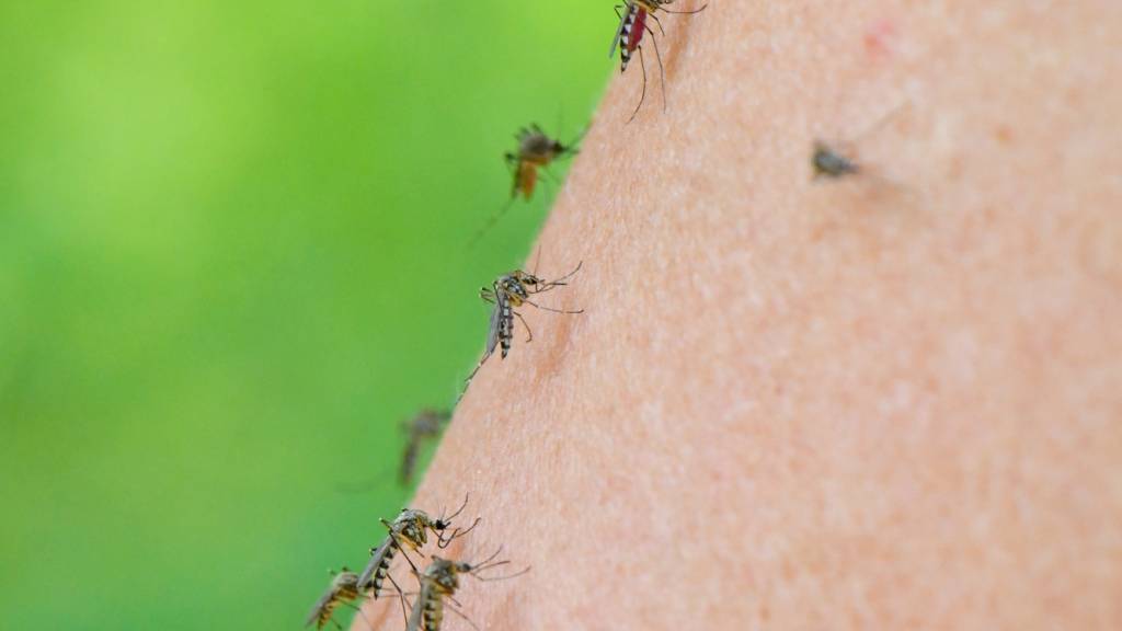 Bei einem Pool gefangener Asiatischer Tigermücken aus dem Jahr 2024 wies das Basler Kantonslabor erstmals das Dengue-Virus nach. (Archivbild)