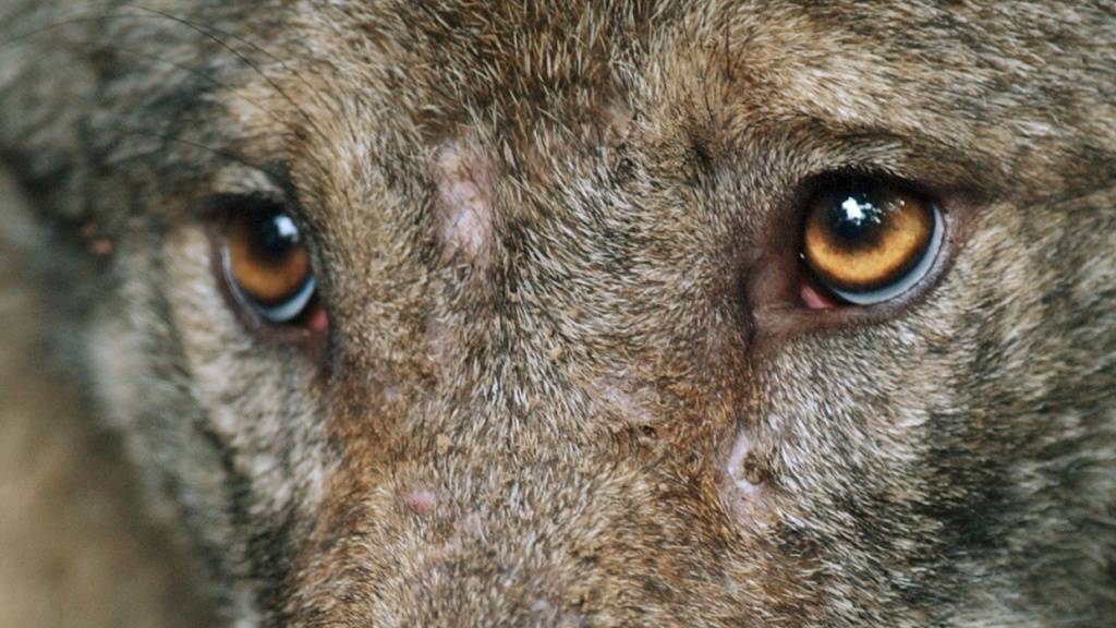 Streift ein Wolf durch die Stadt? Mögliche Wolfssichtung in Littau gemeldet