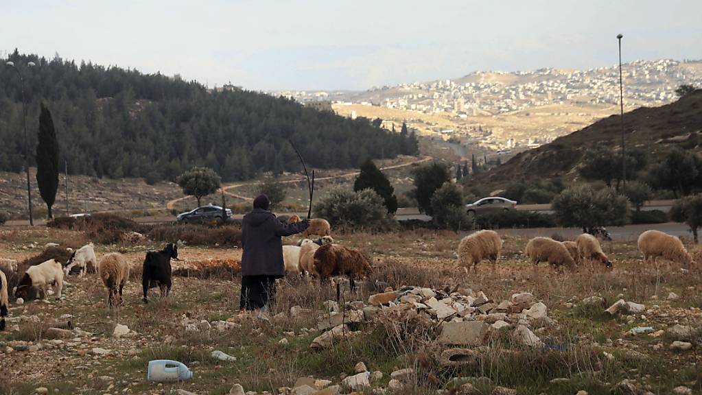 Israel treibt Pläne zum Bau von mehr als 1200 weiteren Wohnungen im annektierten Ost-Jerusalem voran. Dieser Hügel auf dem der palästinensische Hirte mit seiner Herde steht, ist Teil des Gebiets.