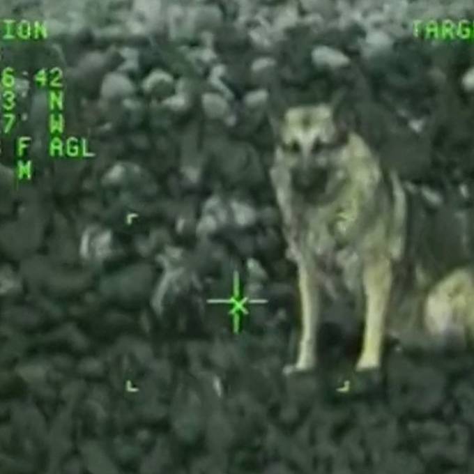 Rettungsaktion: Schäferhund fällt 90 Meter hohe Klippe hinab
