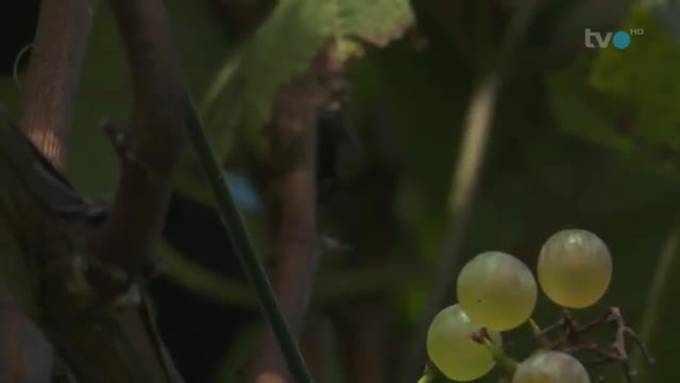 800 Jahre Burgruine Wartau: Grosses Jubiläum im Werdenberg