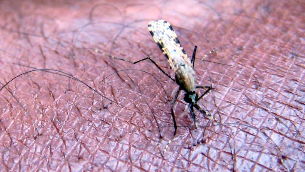 Ein Mückenstich von «Anopheles gambiae», ein Verbreiter der Malaria-Erkrankung, ist jetzt in China nicht mehr so schlimm. Das Land meldet sich malariafrei. (Archivaufnahme)