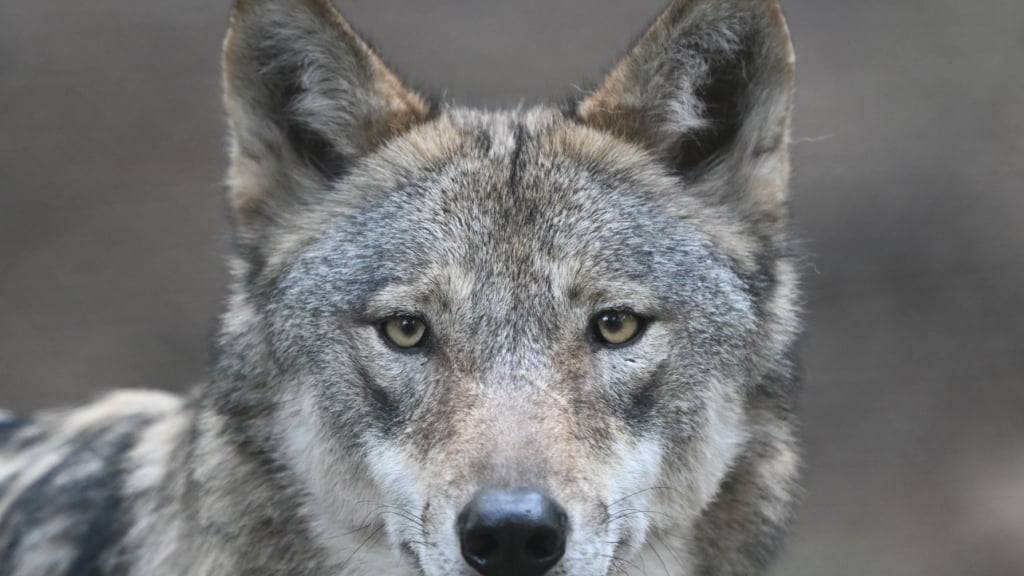 Vor dem Schafsriss war in der Nacht auf Sonntag ein mutmasslicher Wolf im Raum Hirzel ZH von einer Fotofalle erfasst worden. (Archivbild)
