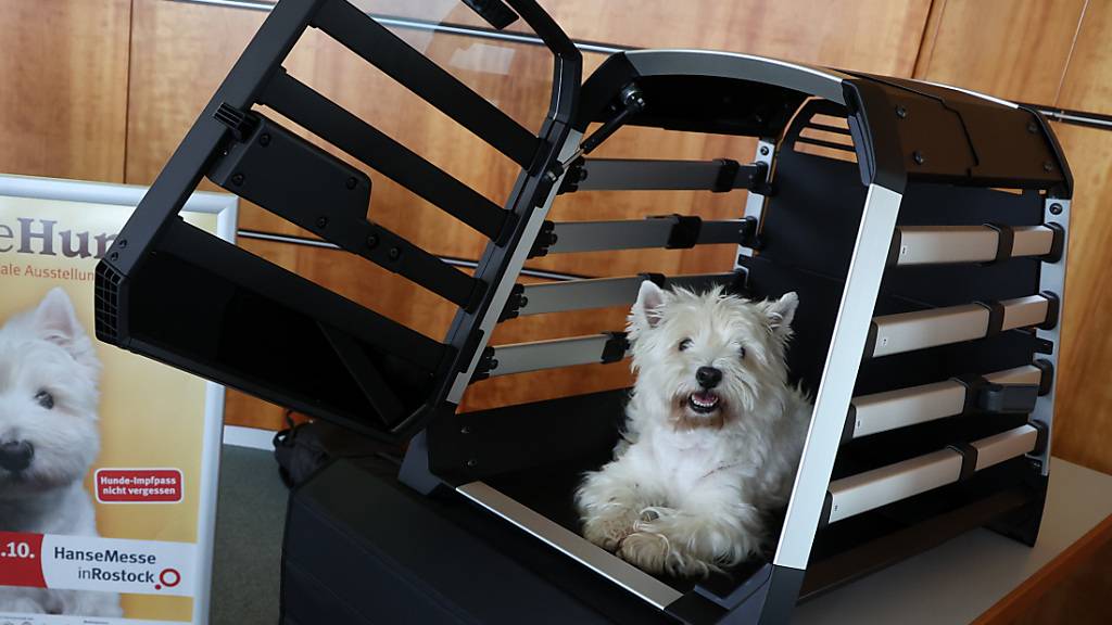 Auch Hunde mit einem Gewicht von weniger als 15 Kilogramm müssen im Thurgau künftig einen obligatorischen Erziehungskurs absolvieren. (Symbolbild)