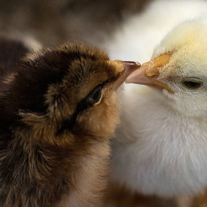 Bio Suisse will keine Bibeli mehr töten