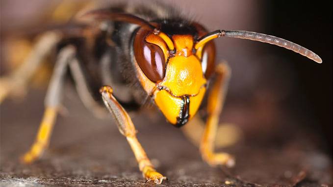 Fremde Hornissen bedrohen Bienen