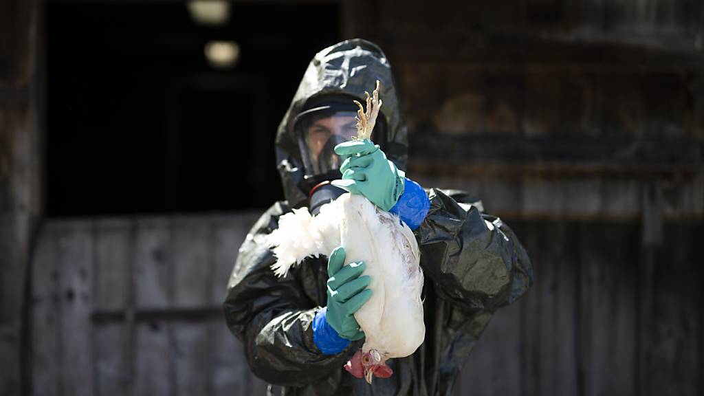 Erster Vogelgrippefall in dieser Saison: Zivilschutz-Übung zur Tierseuchenbekämpfung im Mai 2023. (Archivbild)