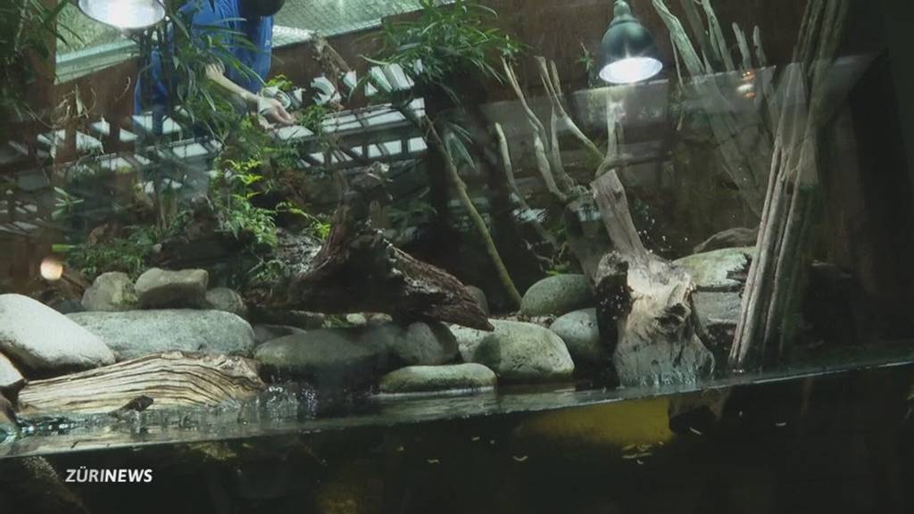 Drei neue bedrohte Schildkrötenarten im Zoo Zürich