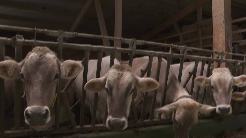 Abgesagt: Keine Viehschauen in Appenzell Ausserhoden