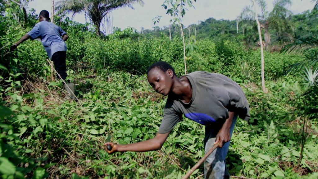 Kinderarbeit ist auf Kakaoplantagen noch immer ein Problem, vor allem in Westafrika. (Archivbild)