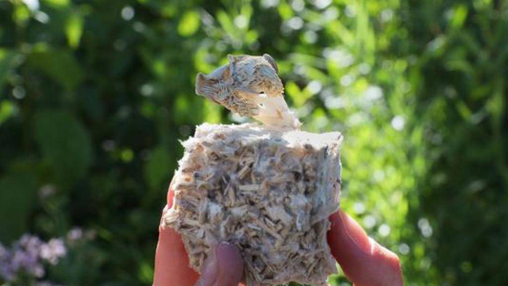 Studierende der ETH Lausanne haben ein Material aus Pilzmyzel und Hanffasern entwickelt. Sie hoffen, dass Pilz-basierte Stoffe dereinst eine Alternative zu Plastik bieten.