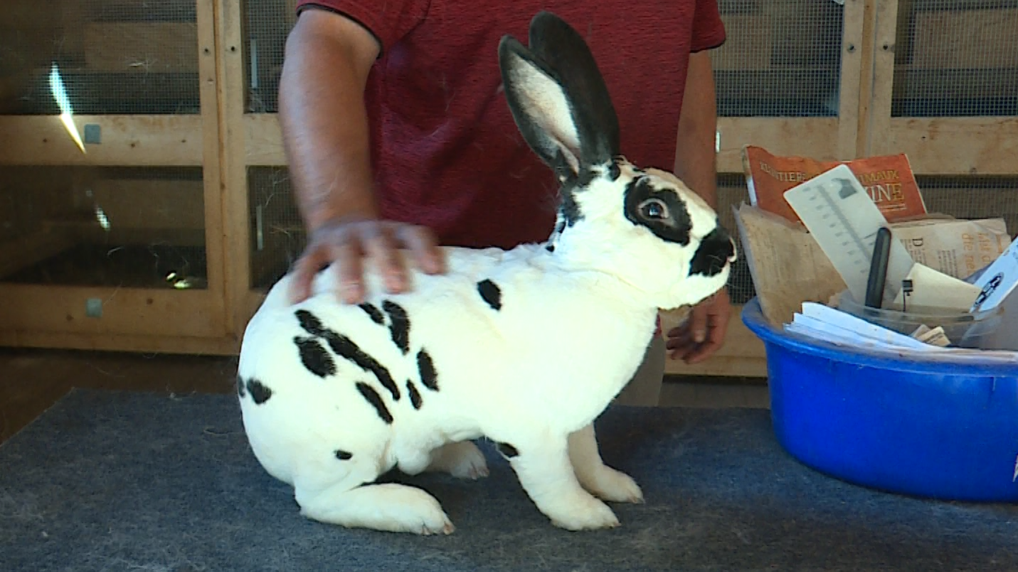 Mister Hase