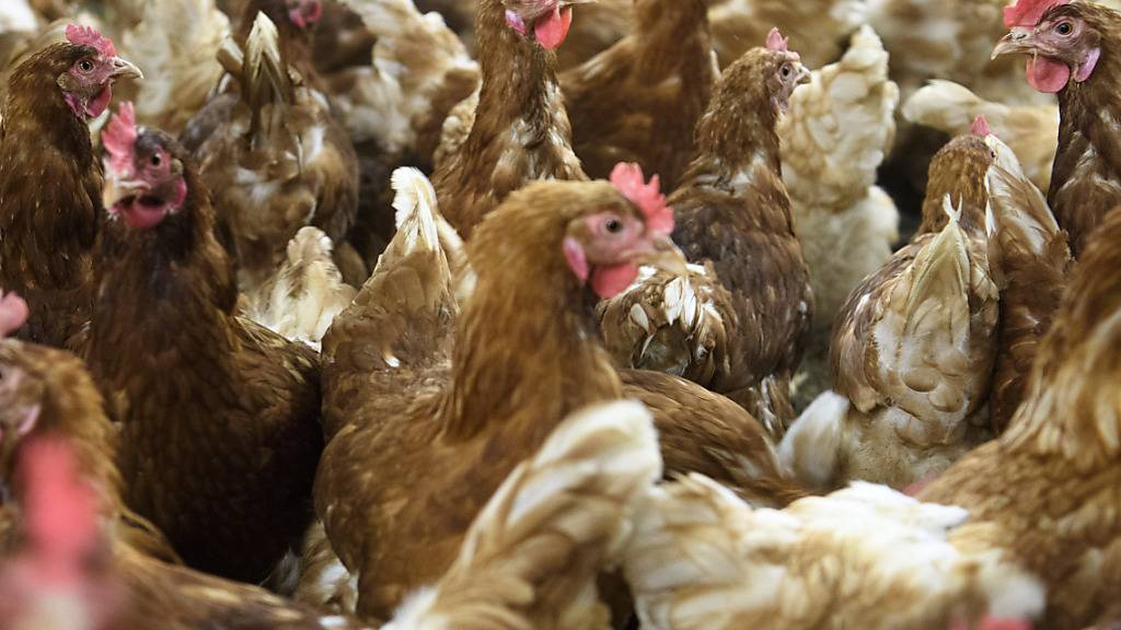 Hühner in einem Landwirtschaftsbetrieb: Geflügel und Gänse sollen wegen des Virus getrennt von Hühnern gehalten werden. (Archivbild)