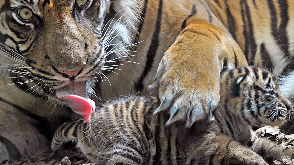ARCHIV - Eine Sumatra-Tigerin beschützt im Zoo von Frankfurt am Main ihren Nachwuchs. In Indonesien sind drei seltene Sumatra-Tiger in einer Falle verendet. Laut dem Sprecher der örtlichen Naturschutzbehörde wurden die Kadaver der Raubkatzen - eine Tigermutter mit zwei Jungen - in der Provinz Aceh gefunden. Foto: Boris Roessler/dpa