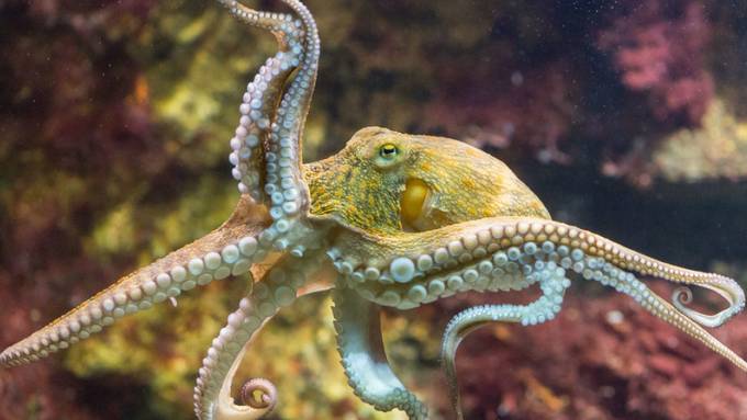 Der Oktopus: kluger Baumeister, Jäger und Travstiekünstler