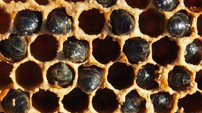 Jedes 8. Bienenvolk hat Winter nicht überlebt – Parlament will handeln