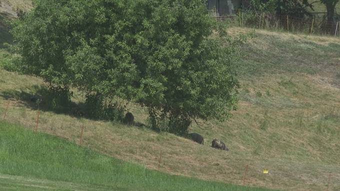 Festivalsommer: Aufbau vom Open Air St.Gallen läuft auf Hochtouren
