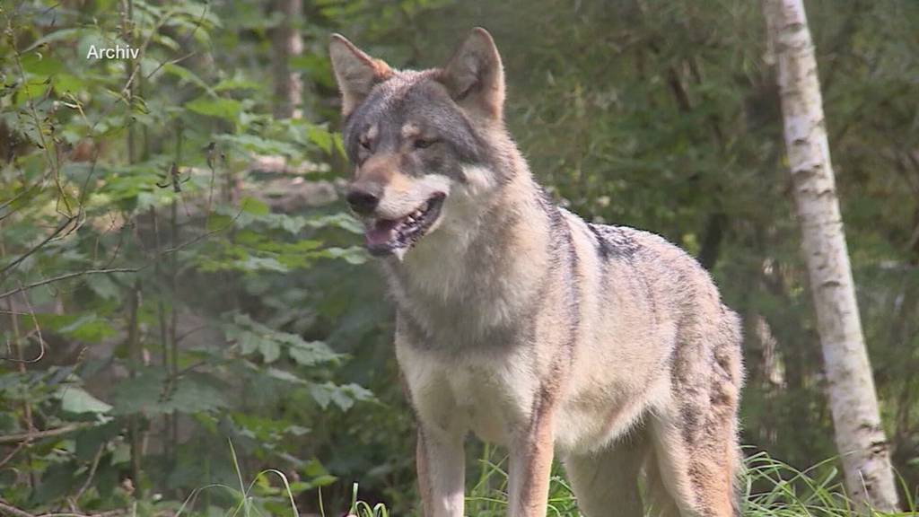 Verdächtige Ruhe: Wolf-Zwischenfälle haben massiv abgenommen