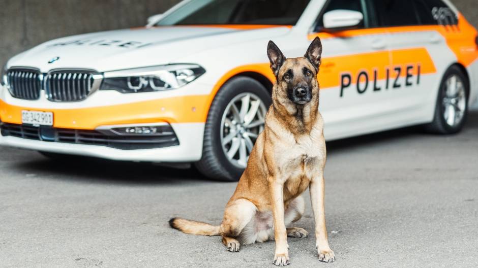 Vierbeiniger Held: Diensthund «Jasper» spürt Ladendieb nach Flucht auf