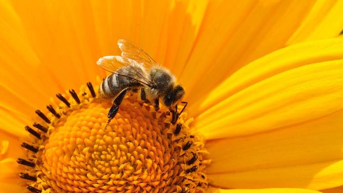 Besorgniserregender Insektenschwund