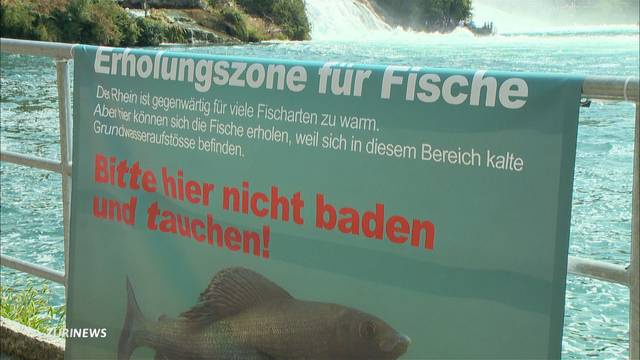 Grösseres Fischsterben im Rhein setzt ein