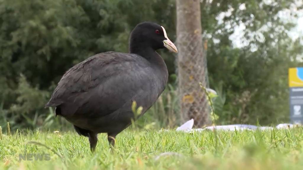 Parasiten in Seen: Lästige Entenflöhe verunsichern die Badegäste