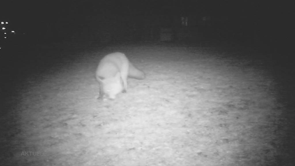 Wildtiere: Mit einer Plattform will man die wilden Besucher in den Gärten sichtbar machen