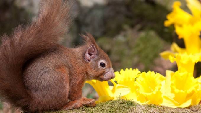 Britische Eichhörnchen sind mit Lepra infiziert