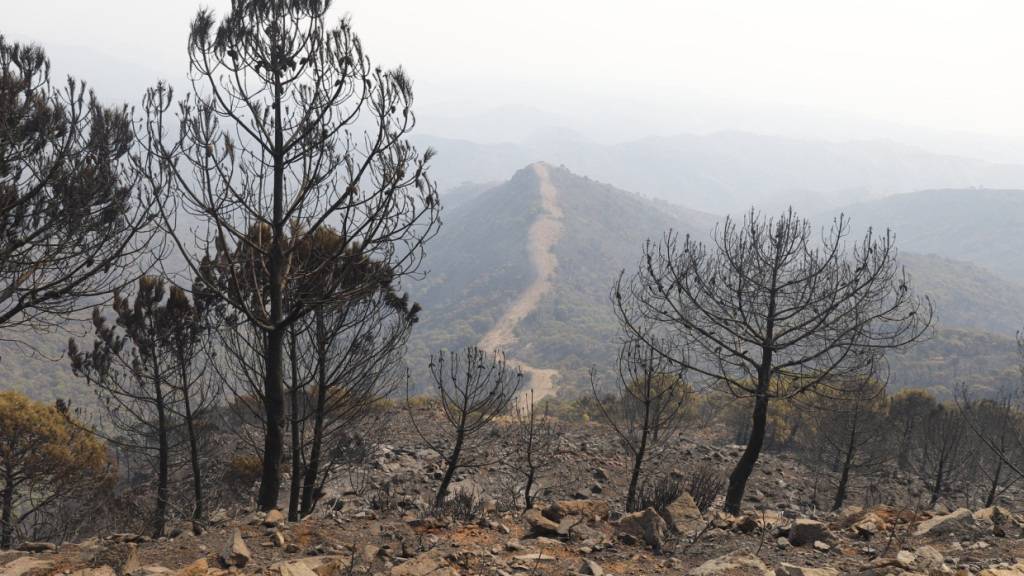ARCHIV - Mindestens zwölf Menschen sind bei einem Waldbrand im Süden Spaniens gestorben. Foto: Álex Zea/EUROPA PRESS/dpa