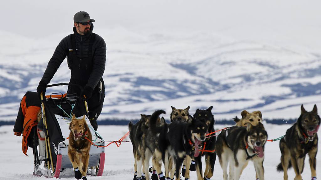 ARCHIV - Peter Kaiser, US-amerikanischer Schlittenhundeführer, und seine Hunde nehmen am Iditarod, dem längsten Hundeschlittenrennen der Welt, teil. Foto: Marc Lester/Anchorage Daily News/AP/dpa