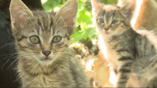 „Für mich sind die Katzen heilig“