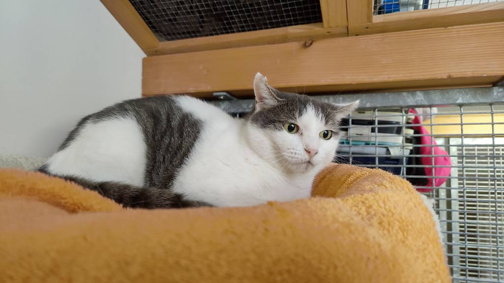 Gitana