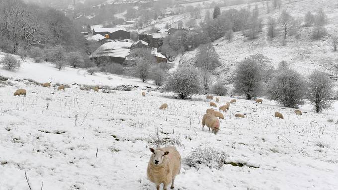 Anzeigen gegen Kantonstierarzt, Tierhalter und Polizei