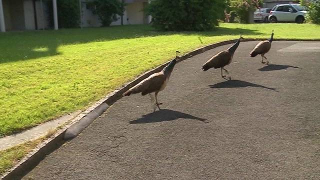 Pfaue unternehmen Spaziergang in Aarau