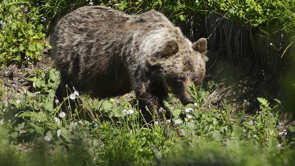 ARCHIV - Ein Braunbär ist im Tal Zadné Medodoly in Tatranská Javorina unterwegs. Mehr als 1000 Braunbären leben in den Bergen und Wäldern der Slowakei. Foto: Milan Kapusta/tasr/dpa