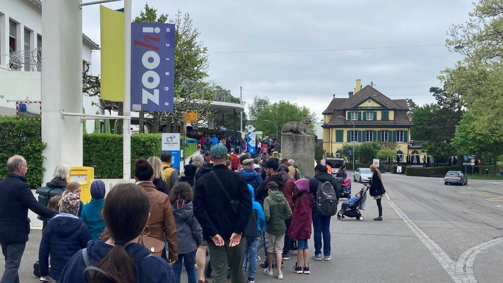 «Es ist pumpenvoll» – Brückentag sorgt für Riesenandrang beim Zoo Zürich