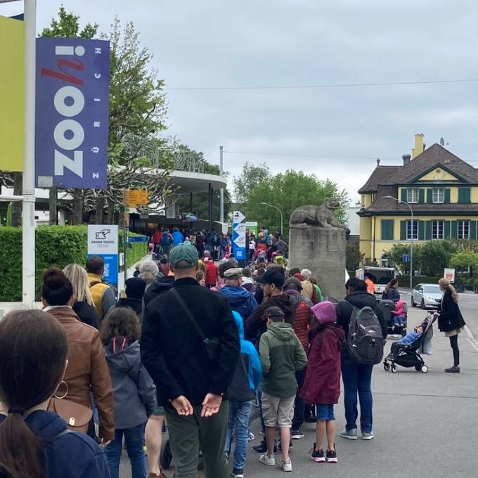 «Es ist pumpenvoll» – Brückentag sorgt für Riesenandrang beim Zoo Zürich