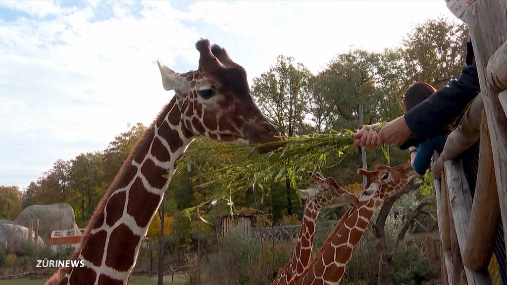 Zoo Zürich beherbergt nach über 60 Jahren wieder Giraffen