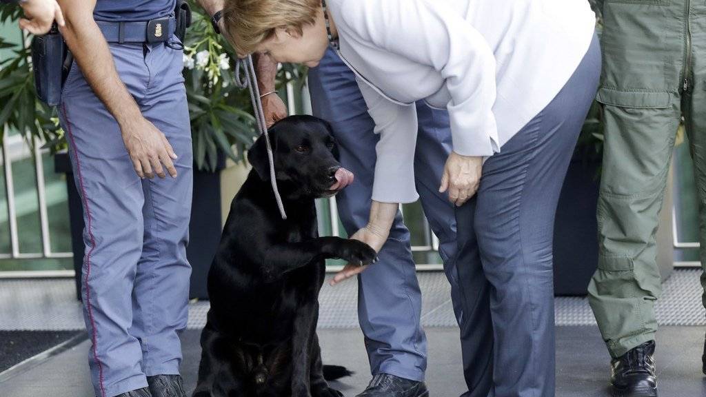 Angela Merkel schüttelt dem Spürhund Leo, der ein vierjähriges Mädchen lebend geborgen hat, die Pfote.