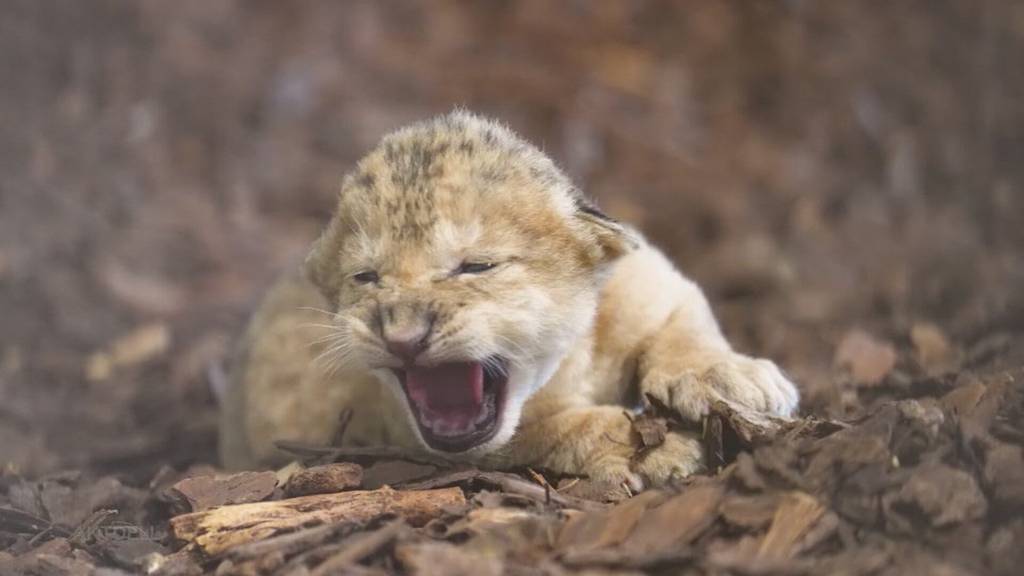 Löwenbaby im Zoo in Gossau SG geboren