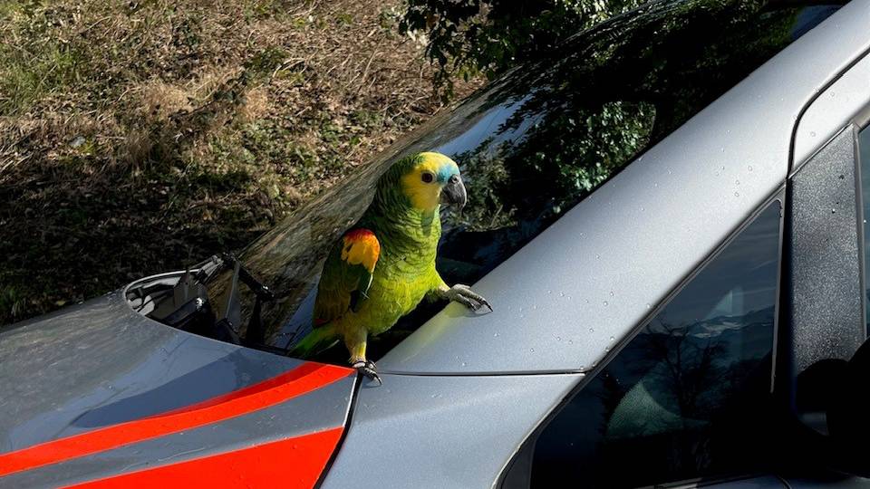 «Er fliegt mir immer nach»: Luzerner Polizei rettet Frau vor Papagei 