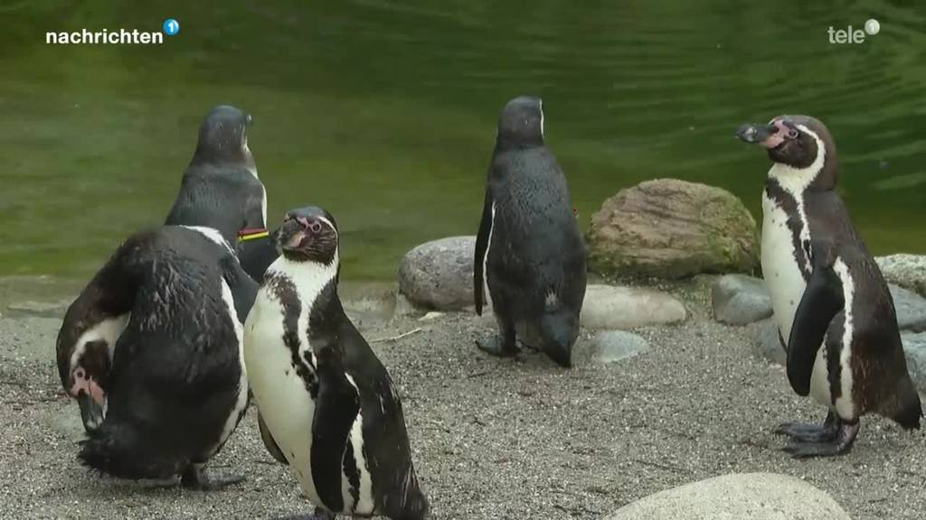 Homosexuelle Pinguine im Zoo Zürich