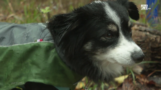 «Alles verrissen und Muskel verletzt»: In Rupperswil beisst entlaufener Hund zu