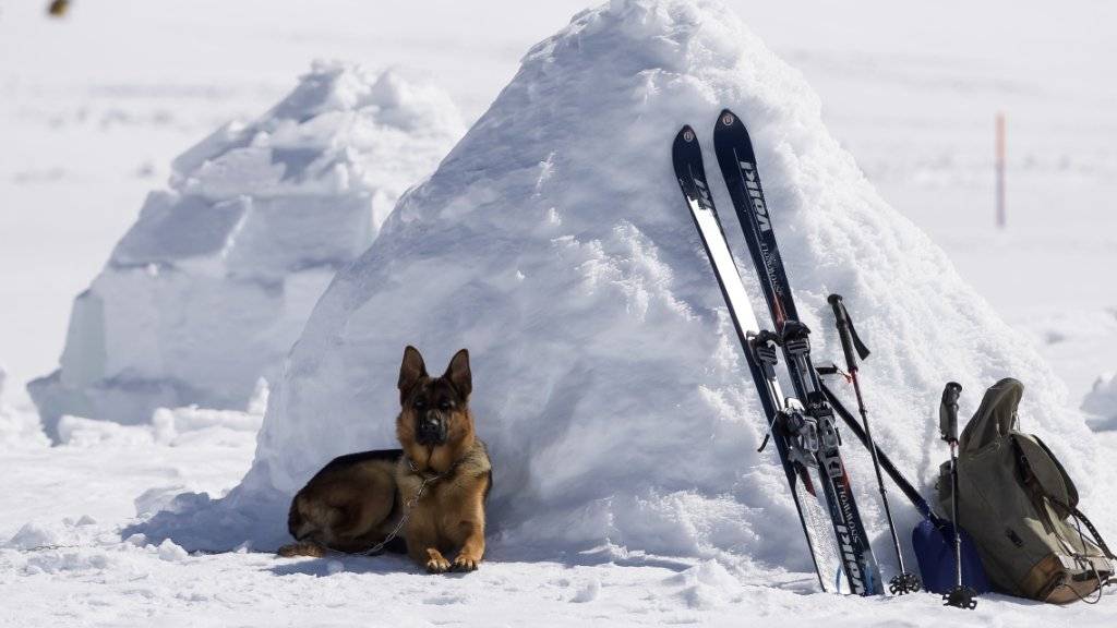Nach der Arbeit kommt das Vergnügen: Ein Hund entspannt sich an den Schweizer Meisterschaften der Lawinenhunde in der Nähe von Adelboden BE.