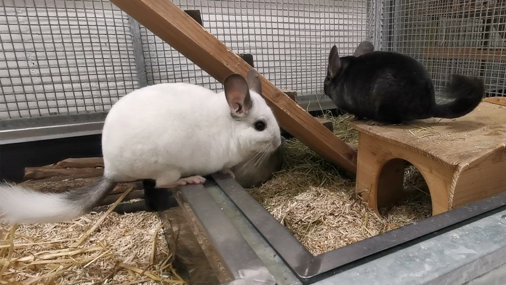 Chinchillas