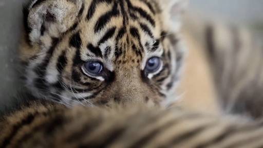 Zwei Sumatra-Tiger-Geschwisterchen in Frankreich geboren