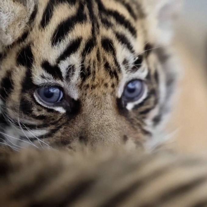Zwei Sumatra-Tiger-Geschwisterchen in Frankreich geboren